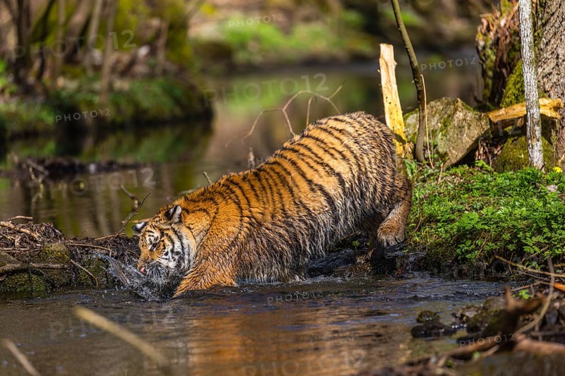 One young female Siberian Tiger, Panthera tigris altaica, walking thru a creek in a forest. Early morning light