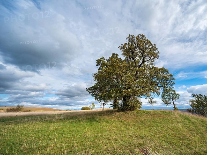 Napoleon's lime trees on the battlefield of 1806, Battle of Jena and Auerstedt, Thuringia, Germany, Europe