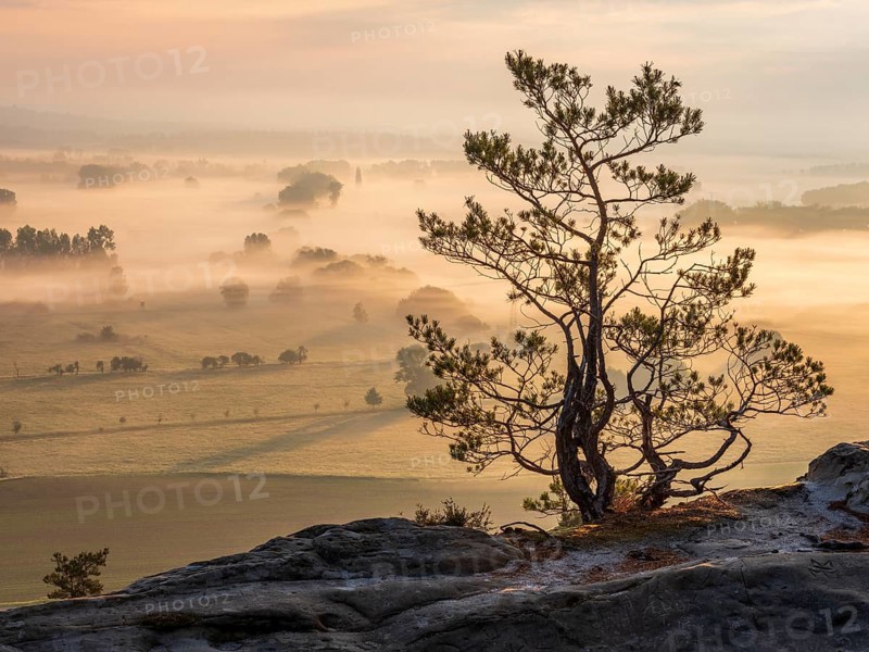 Stunted pine tree at the Teufelsmauer, view of the Harz foreland in morning light and morning fog, Timmenrode, Blankenburg (Harz), Saxony-Anhalt, Germany, Europe