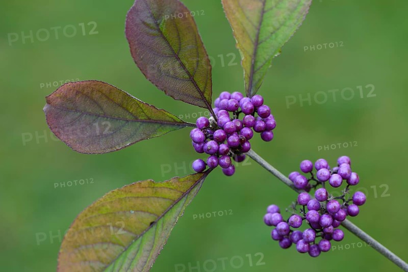 Fair fruit (Callicarpa bodinieri), Emsland, Lower Saxony, Germany, Europe