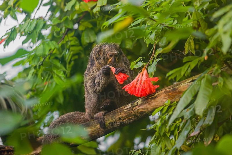A female white-faced saki (Pithecia pithecia) sits in a Rose of Venezuela (Brownea grandiceps) tree, eating the blossoms of it