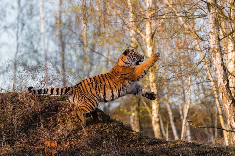 One young female Siberian Tiger, Panthera tigris altaica, running thru a birch tree forest. Hunting. Early morning light