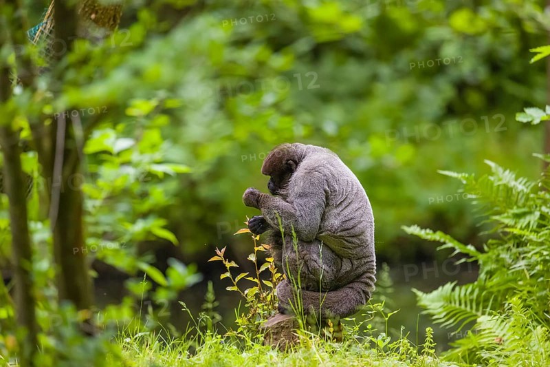 A common woolly monkey, brown woolly monkey, or Humboldt's woolly monkey (Lagothrix lagothricha) sits on the forest floor