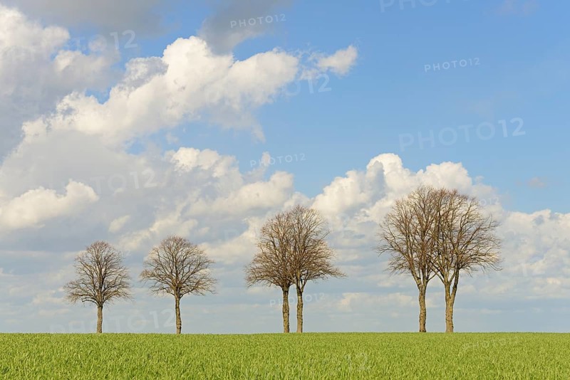 Row of trees, bare lime trees (Tilia) on a green grain field, blue cloudy sky, North Rhine-Westphalia, Germany, Europe