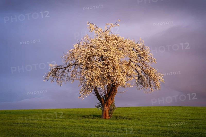 A white blossoming fruit tree in a meadow in spring. Sunshine, clouds, golden hour. Rhine-Neckar district, Baden-Württemberg, Germany, Europe