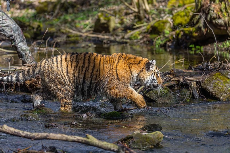 One young female Siberian Tiger, Panthera tigris altaica, walking thru a creek in a forest. Early morning light