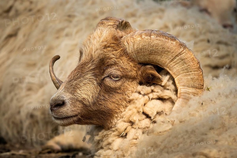 Sheep ram with horns, portrait, Ouessant sheep (Breton dwarf sheep), grazing. Germany