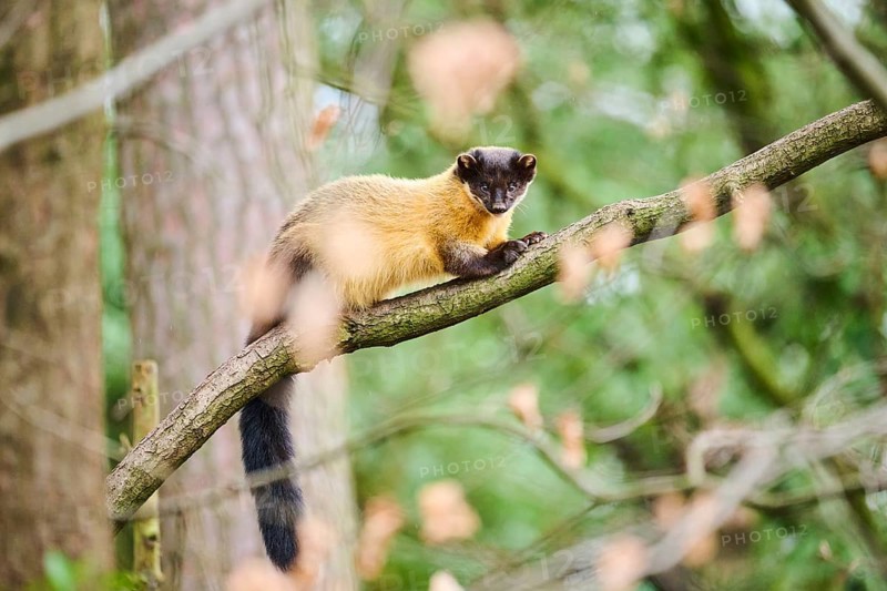 Yellow-throated marten (Martes flavigula) on a branch, Germany, Europe
