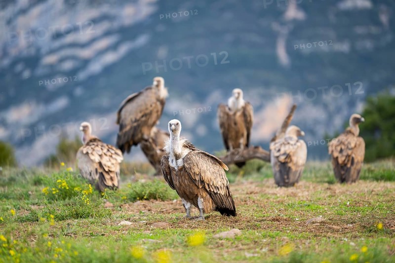 Gathering of griffon vultures (Gyps fulvus) at a flowering meadow in autumn, Pyrenees, Catalonia, Spain, Europe