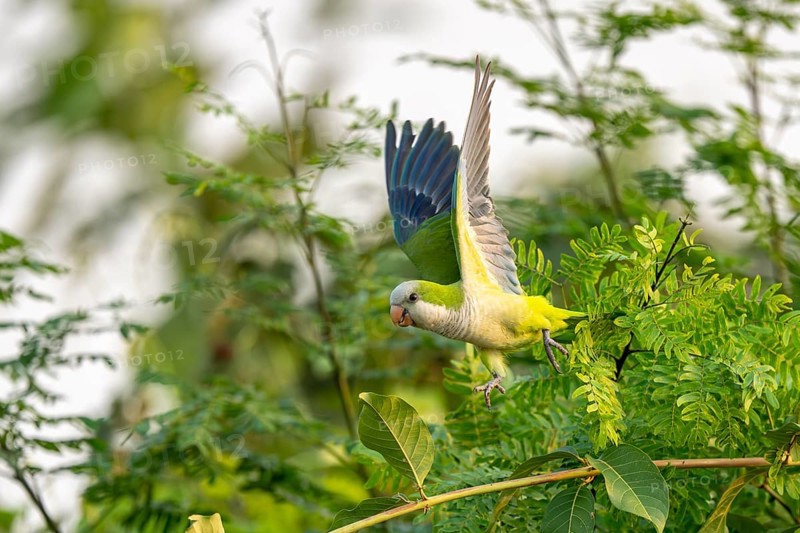 Monk parakeet (Myiopsitta monachus), flying out of a bush, North Pantanal, Barão de Melgaço, Joselândia, Mato Grosso, Brazil, South America