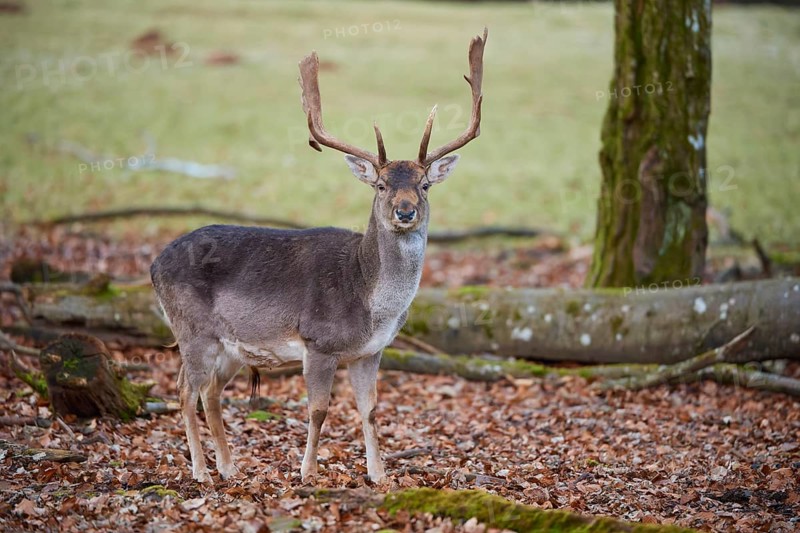Fallow deer (Dama dama), stag with large antlers standing vigil in autumn forest, Germany, Europe