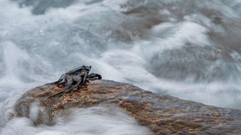 Crab (Brachyura), sitting on rocks, sea spray, La Gomera, Canary Islands, Spain, Europe