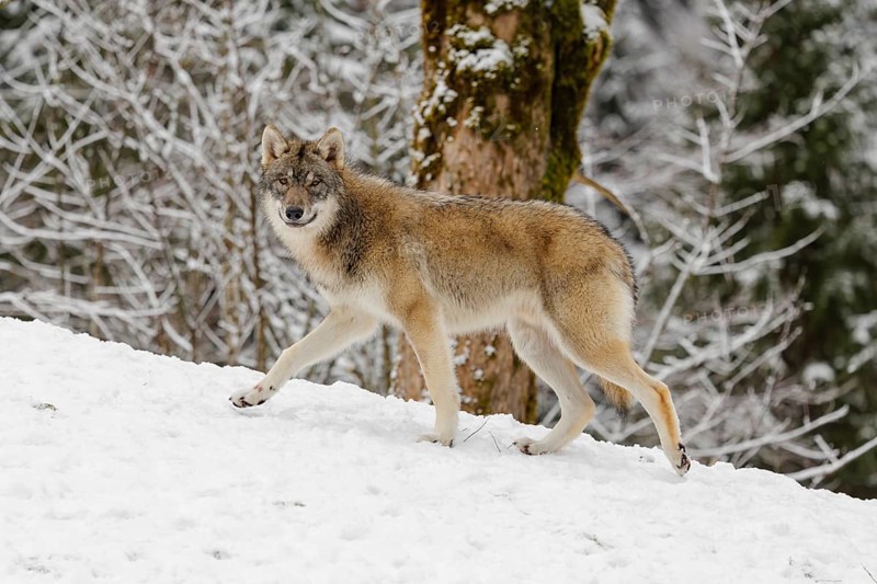 A young grey wolf (Canis lupus lupus) runs across the sloping, snow-covered meadow at the edge of a forest on a cold, cloudy day