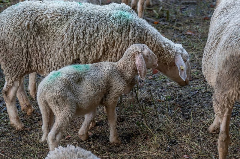 Merinoland sheep, mother with lamb on the pasture, Thuisbrunn, Upper Franconia, Bavaria, Germany, Europe