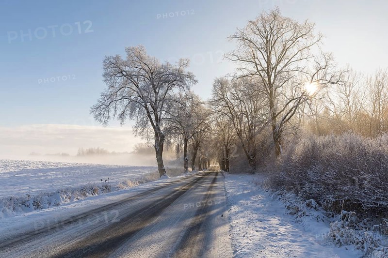 Snow-covered road, wintry avenue with fog and sun near Neukloster, Mecklenburg-Vorpommern, Germany, Europe