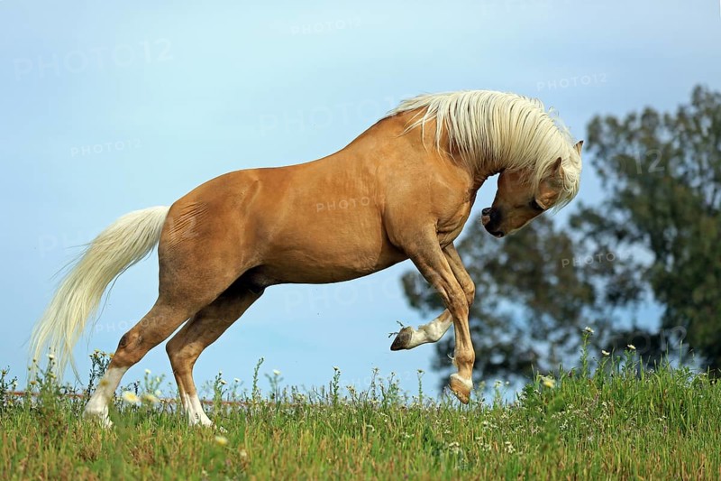 Andalusian, running, dun, horse