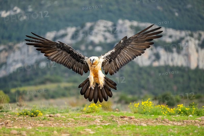 Bearded Vulture (Gypaetus barbatus) adult bird in flight with mountains in the backround, Pyrenees, Lleida, Spain, Europe