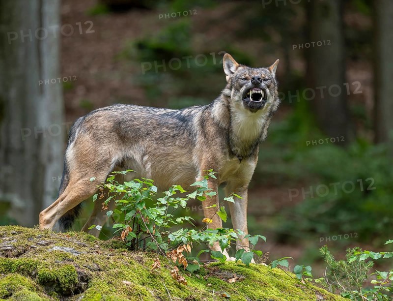 Wolf (Canis lupus) standing on a moss-covered rock and baring its teeth, captive, Bavarian Forest National Park, Bavaria, Germany, Europe