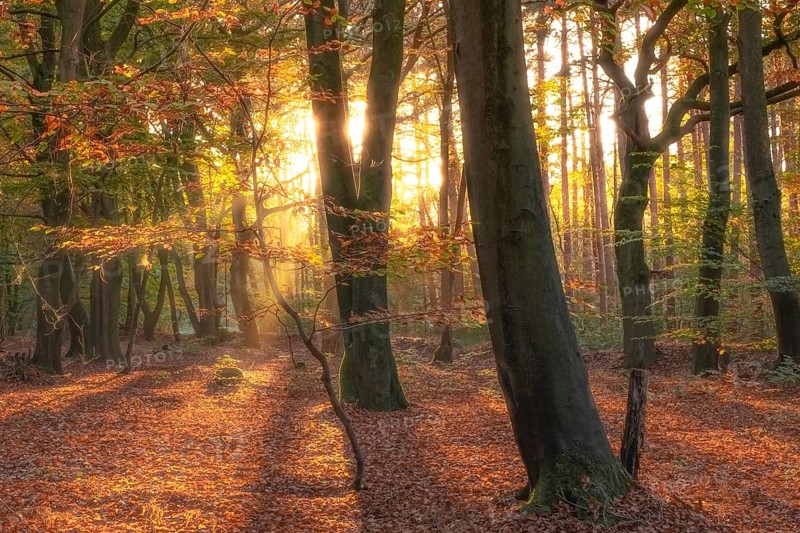 View of an autumnal beech forest at sunset, Neustadt am Rübenberge, Hanover region, Lower Saxony, Germany, Europe