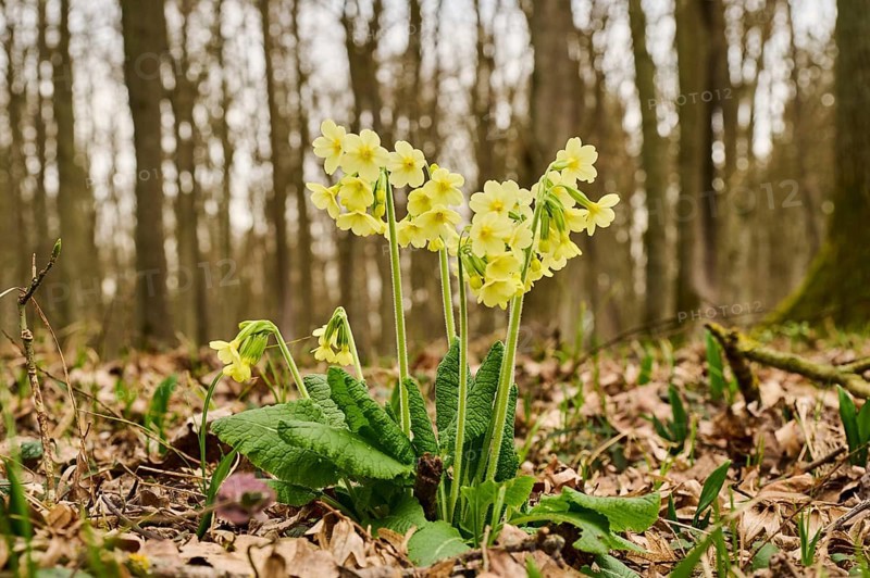 True oxlip (Primula elatior) growing in a forest in spring, Bavaria, Germany, Europe