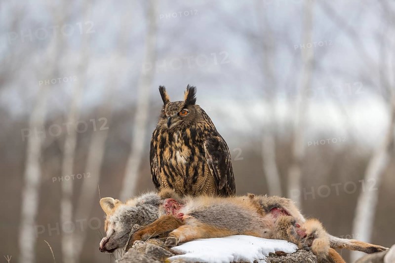 One Eurasian Eagle Owl, Bubo bubo, perched on a carcass of a red fox lying on a rock. A forest in the background