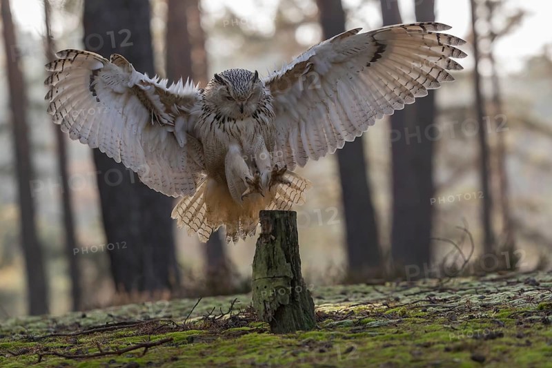 One Siberian Eagle Owl (Bubo bubo sibiricus) landing on a tree stump in a forest