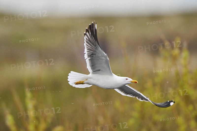 Yellow-legged gull (Larus michahellis) flying, Düne, Helgoland, Schleswig-Holstein, Germany, Europe