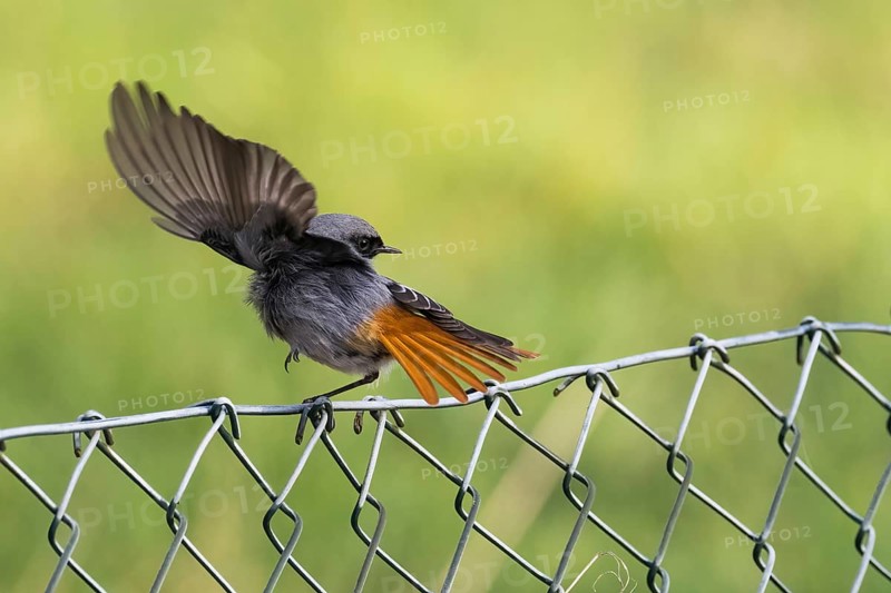 A redstart (Phoenicurus ochruros), male, hopping with spread wings on a wire mesh fence, Hesse, Germany, Europe