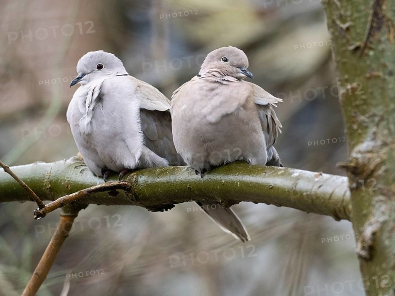 Collared Doves (Streptopelia decaocto), pair sitting on tree branch, island of Texel, Holland
