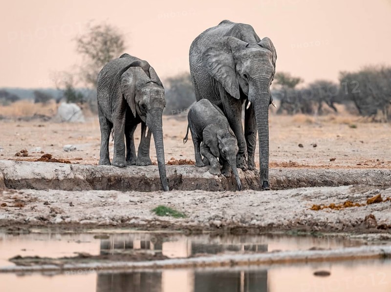 African elephant (Loxodonta africana), mother with young, drinking at a waterhole, at sunset, Nxai Pan National Park, Botswana, Africa
