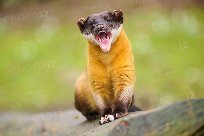 Yellow-throated marten (Martes flavigula) on an old tree trunk, Germany, Europe