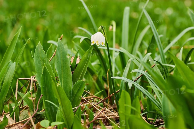 Spring snowflake (Leucojum vernum) blooimg in the middle of wild garlic (Allium ursinum) growing in a forest in spring, Bavaria, Germany, Europe