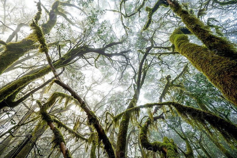 Treetops, laurel trees with mosses and lichens, Garajonay National Park, La Gomera, Canary Islands, Spain, Europe