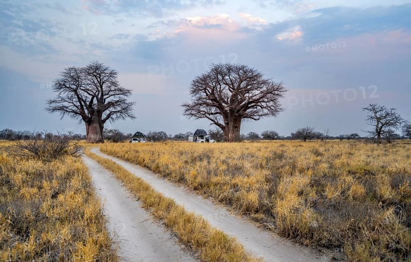 Road, track between yellow dry grass leads to baobabs, Nxai Pan National Park, Botswana, Africa