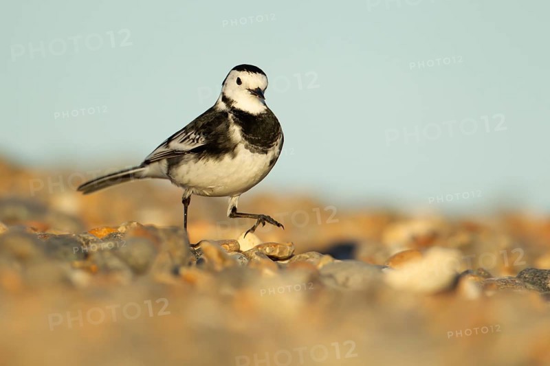 Pied wagtail (Motacilla alba) adult bird walking on a shingle beach, England, United Kingdom, Europe