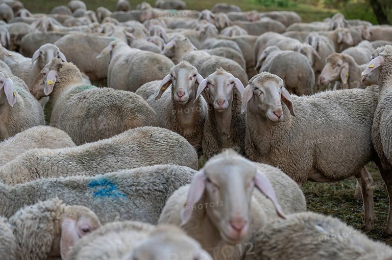 A herd of Merinoland sheep in the pasture, Thuisbrunn, Upper Franconia, Bavaria, Germany, Europe