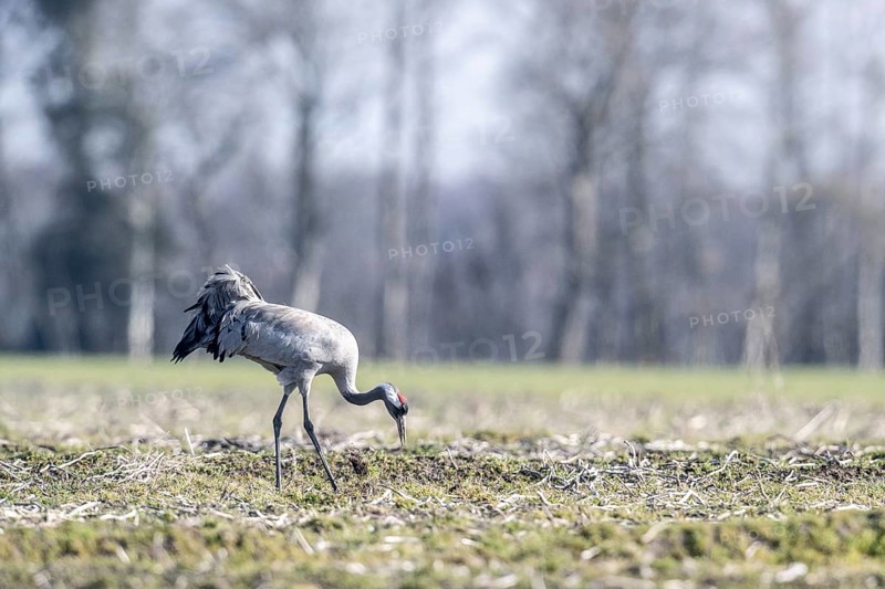 Crane (Grus grus), Emsland, Lower Saxony, Germany, Europe