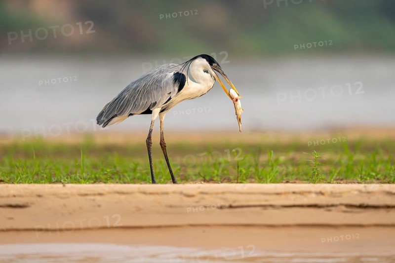 Cocoirei heron (Ardea cocoi), standing on the riverbank eating a fish, North Pantanal, Poconé, Mato Grosso, Brazil, South America