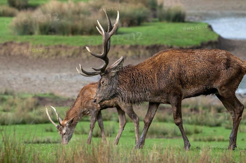Red deer (Cervus elaphus) adult stag with big antlers and brocket, young second year male with simple, unbranched antlers in grassland in autumn