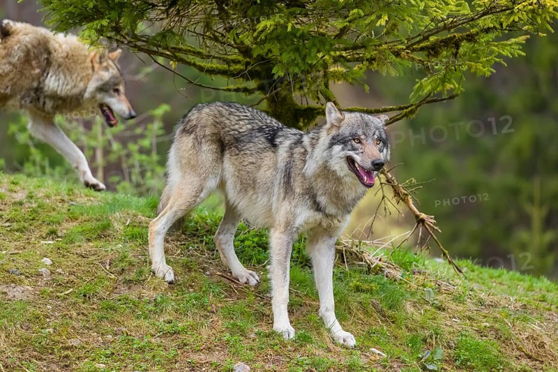 One eurasian gray wolf (Canis lupus lupus) stands under a spruce tree, observing something. Another wolf passes in the background