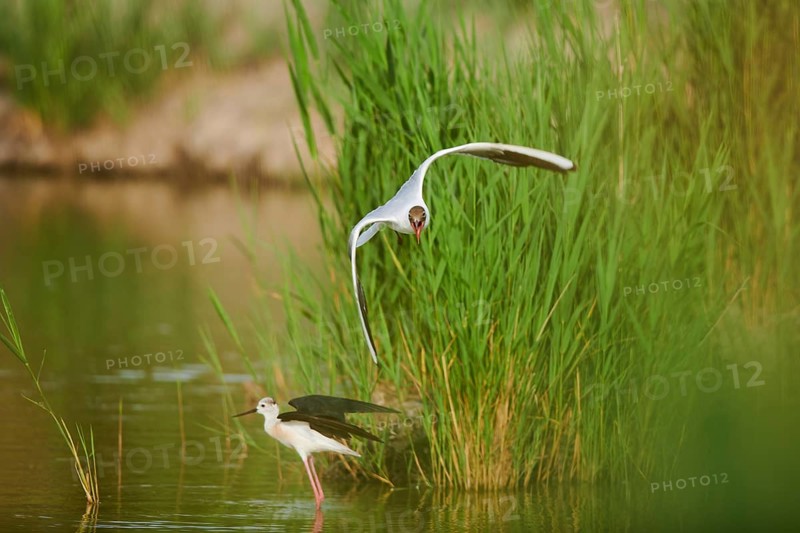 Black-headed gull (Chroicocephalus ridibundus) trying to chase away a Black-winged stilt (Himantopus himantopus), flying, Camargue, France, Europe