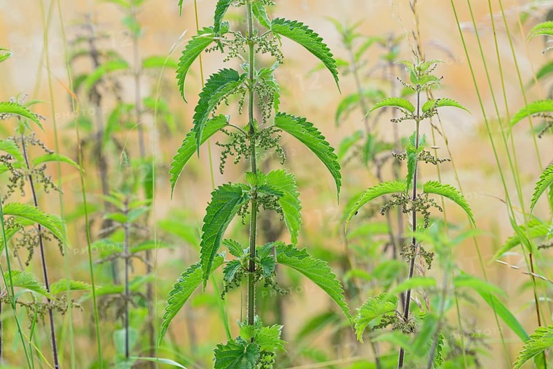 Stinging nettles (Urtica) with inflorescence, North Rhine-Westphalia, Germany, Europe