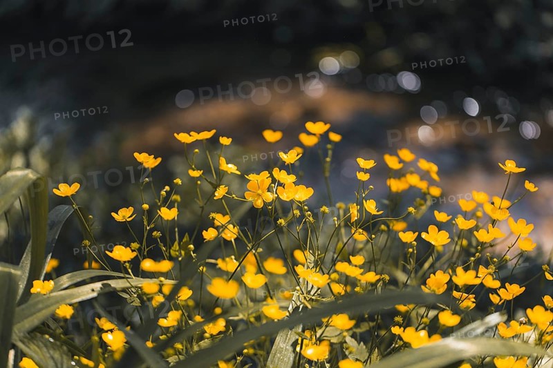 Flowering buttercup (Ranunculus), close-up, Lower Austria, Austria, Europe