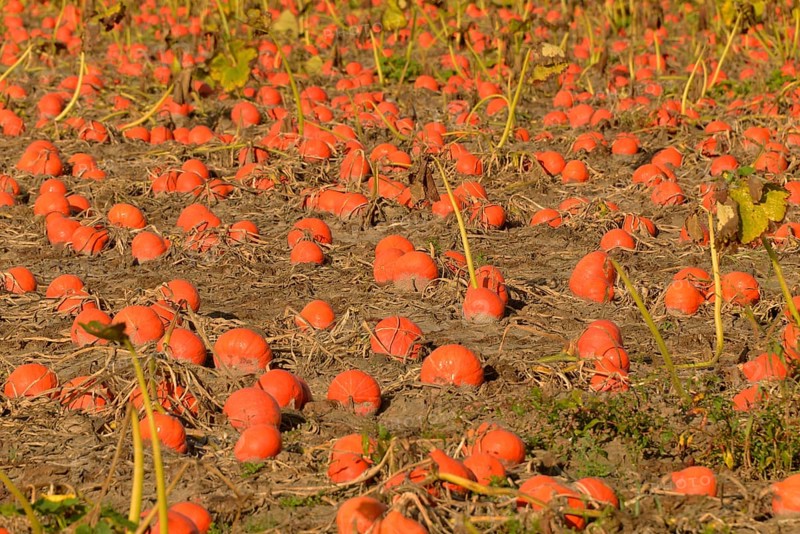 Pumpkin Patch, Rhineland-Palatinate, Germany (Cucurbita pepo), pumpkins