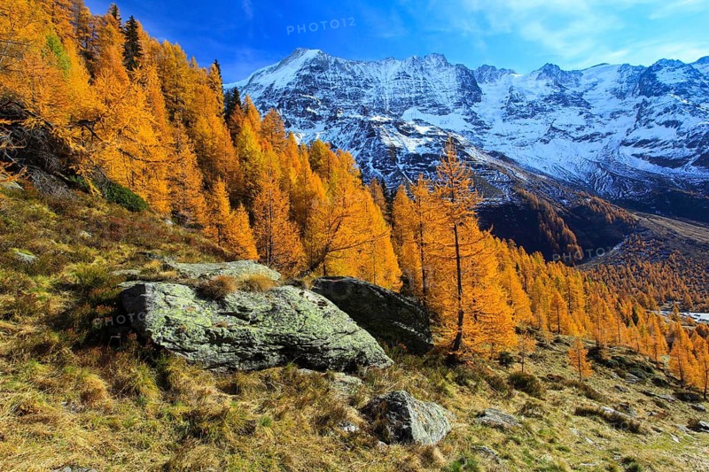 Lötschental, larch forest, Valais, Switzerland, Europe