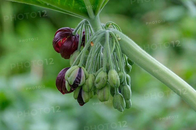 Dysosma mayapple (Podophyllum), Chinese May apple, Netherlands