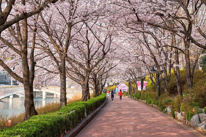 SEOUL, SOUTH KOREA, APRIL 7, 2017: People in blooming sakura cherry blossom alley in park in spring, Seokchon lake park, Seoul, South Korea, Asia