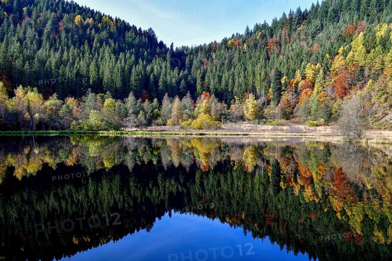 Trees reflected in the Sankenbachsee, Karsee, autumn, near Baiersbronn, Freudenstadt district, Black Forest, Baden-Württemberg, Germany, Europe