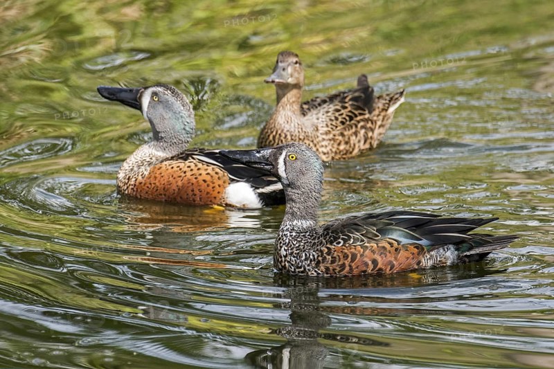 Australasian shoveler, New Zealand shoveler (Spatula rhynchotis variegata) two males and a female swimming in pond