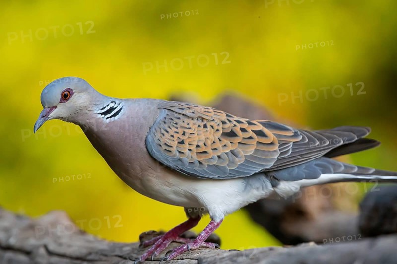 Turtle dove (Streptopelia turtur) comes to drink, Hungary, Europe